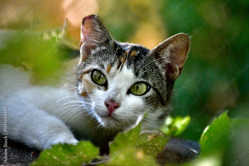 Obraz premium cat on grass