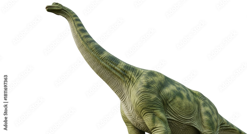 Naklejka premium Isolated Brachiosaurus dinosaur, a massive herbivore from the Jurassic period on display