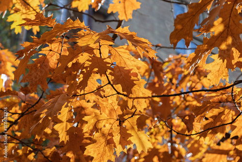 Golden oak leaves illuminated by sunlight in urban setting of Ukraine