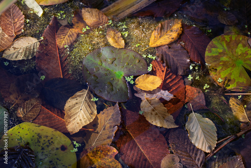Abstract composition of autumn leaves, lily pads and duckweed on pond surface