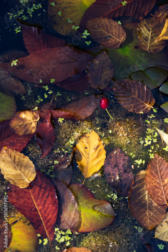 Abstract composition of autumn leaves, lily pads and duckweed on pond surface