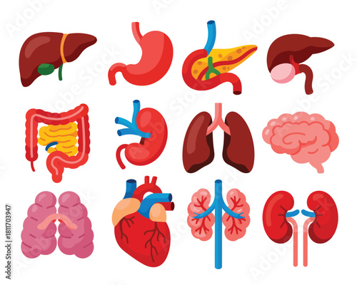 Human internal organs collection illustration on white background