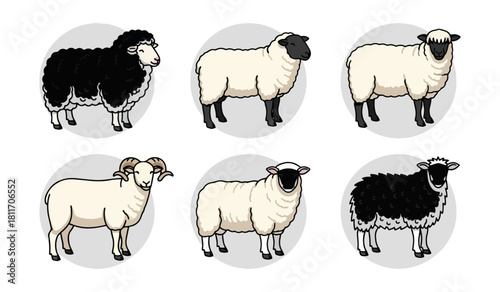 Diverse sheep illustrations in round frames