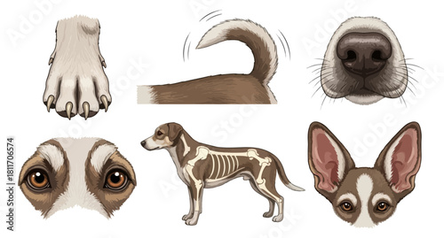 Dog anatomy and features illustration for educational or commercial use
