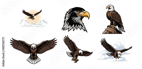 Eagle illustrations various poses flight head study isolated elements