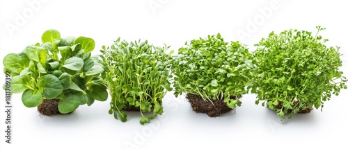 Fresh Cress and Microgreens Isolated on White Background for Organic Food Designs