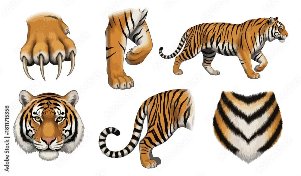 Obraz premium Tiger parts collection vector illustration