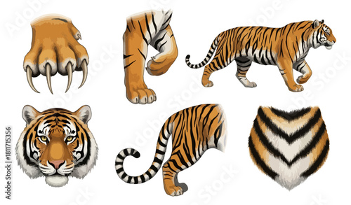 Tiger parts collection vector illustration
