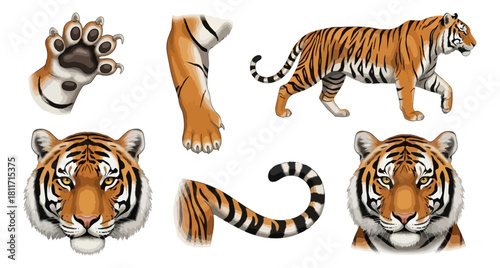 Tiger parts collection isolated on black background for design