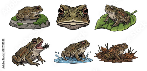 Toad illustrations various poses vector set isolated black background