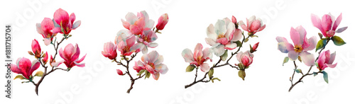 Watercolor set of magnolia flowers. Magnolia branch with lush pink flowers. Spring flowers hand drawn on an isolated background. First spring flowering trees. Vector illustration.