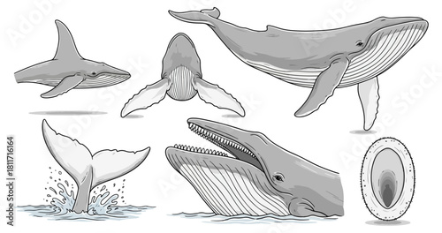 Whales collection illustrations aquatic mammals marine life ocean creatures vector set
