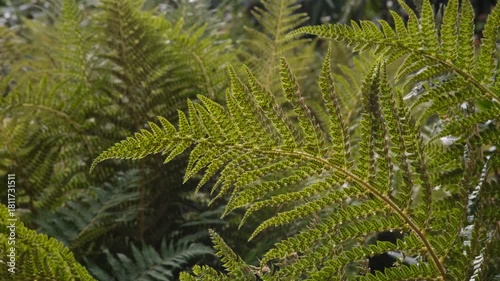 Green fern leaves moving on the wind. Nature background