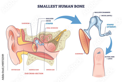 Smallest human bone diagram shows the stapes in the middle ear, with ossicles and eardrum labeled, explaining hearing mechanics and scale on fingertip. Outline diagram