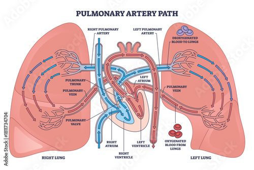 Pulmonary artery path shows cardiopulmonary circulation, deoxygenated blood from right ventricle to lungs, returning via pulmonary veins, heart, lungs, arteries highlighted. Outline diagram