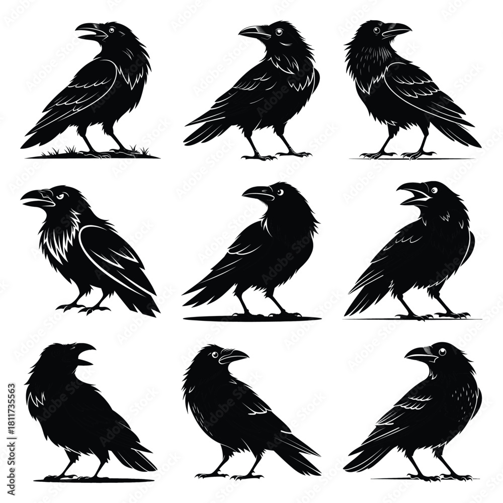 Obraz premium Set of vector black cheeky crow silhouette icon. Isolated black animal shape design element.
