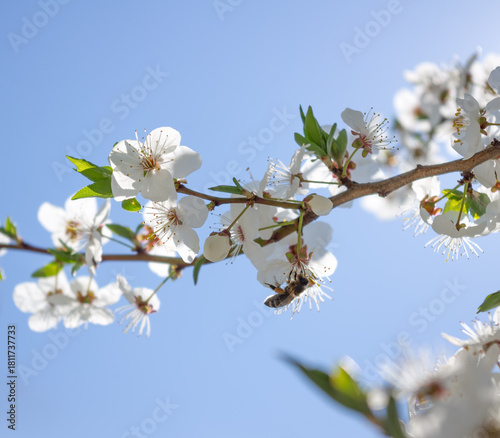 A bee collects nectar from the flowers