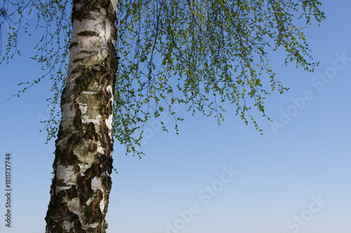 silver birch on blue sky background.