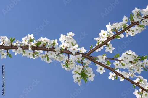 Blossom tree branch against the blue sky.