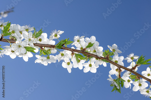 Flowers on a tree branch against the blue sky.