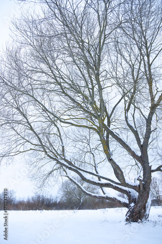 Snow-covered tree in a winter park.