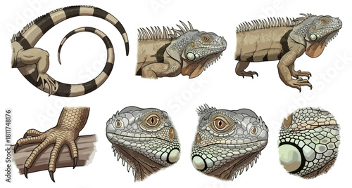 Iguana reptile collection illustrations vector graphics