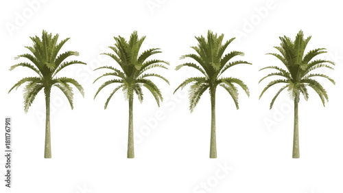 Four Palm Trees in a Row on a White Background Keywords: palm trees, tropical, trees, nature, foliage, green, leaves, fronds, tall, slender, trunk, isolated, white background