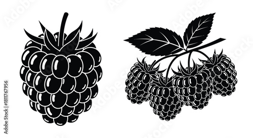 Detailed black and white illustration of fresh raspberries with leaves showcased