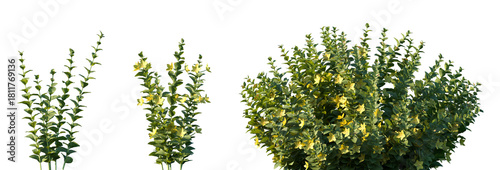 Tableau sur toile Set of Lysimachia nummularia (also known as creeping Jenny or moneywort) frontal
