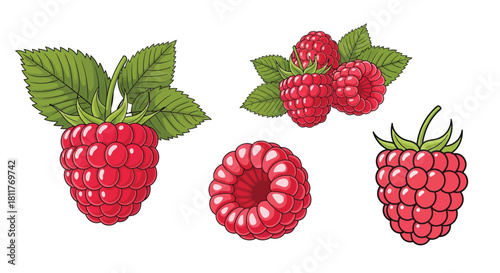 A vibrant illustration of fresh raspberries with detailed leaves and stems