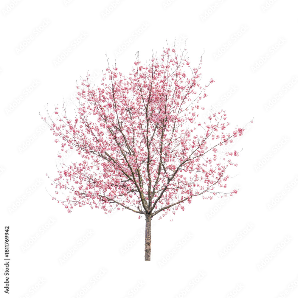 Obraz premium Cherry blossom tree on Transparent Background