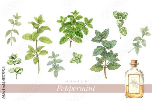 ペパーミントの植物画・精油＆アロマ