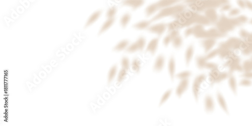 Soft leaf tree shadow, flower plant cast blurred gobo. Light wall bg overlay, tropic branch delicate png. White summer decoration elements. Nature garden shades, bright sunlight texture silhouette
