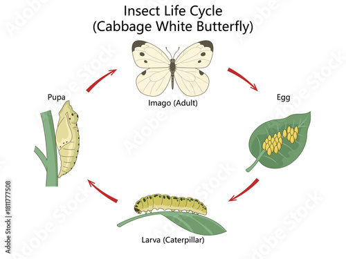 insect life cycle stages including egg, larva, pupa, and adult butterfly, focused on the cabbage white species diagram hand drawn schematic vector. Science educational illustration