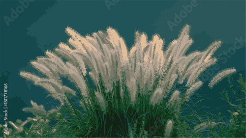 Tall White Pampas Grass Plumes Against a Dark Teal Sky tall grass feathery plumes