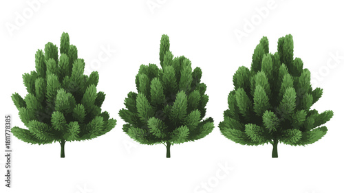 Three Green Fir Trees with Dense Needles on a White Background pine tree evergreen