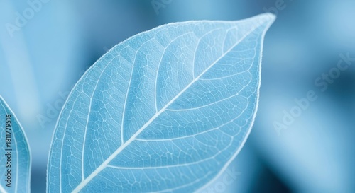 Close-up of a textured leaf with delicate veins in muted blue monochrome