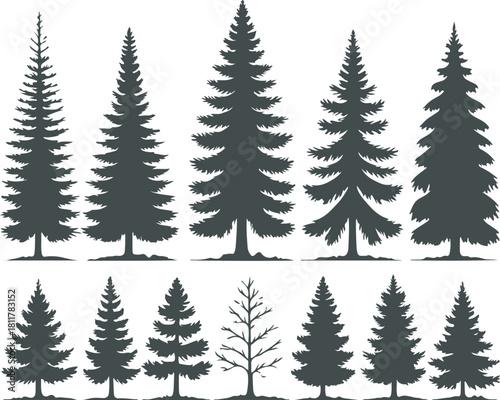 Collection of ten distinct silhouette illustrations of various evergreen coniferous trees, showcasing different shapes and sizes of pine, spruce, and fir species, perfect for nature graphics