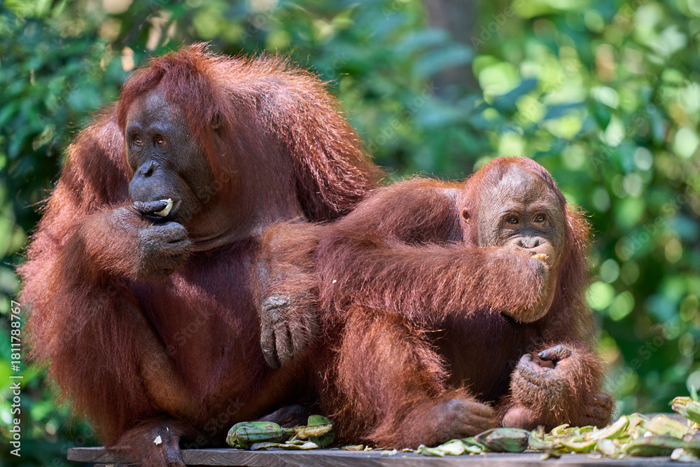 Obraz premium Adult orangutan Pongo pygmaeus in Tanjung Puting showing natural behavior in the rainforest of Borneo an endangered primate in the wild.