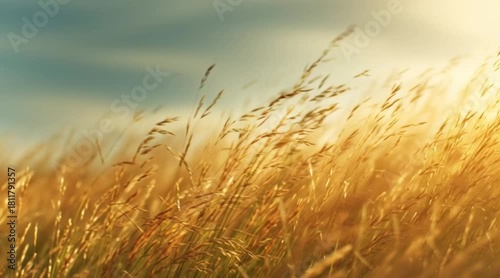 Golden hour light dances through swaying wild grass creating a peaceful meadow scene, perfect for nature documentaries or serene countryside promotions