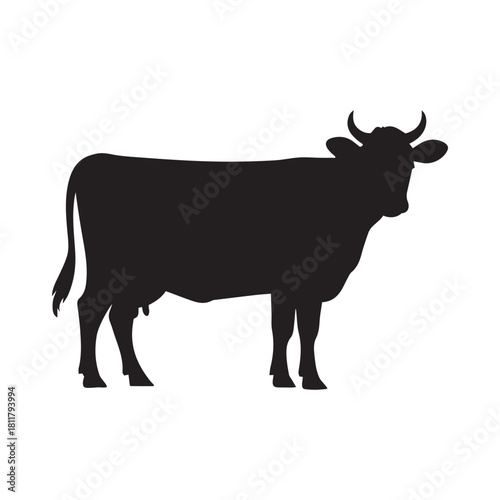 black bull isolated on white