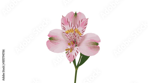 A single pink alstroemeria flower photographed against a pure white background. 