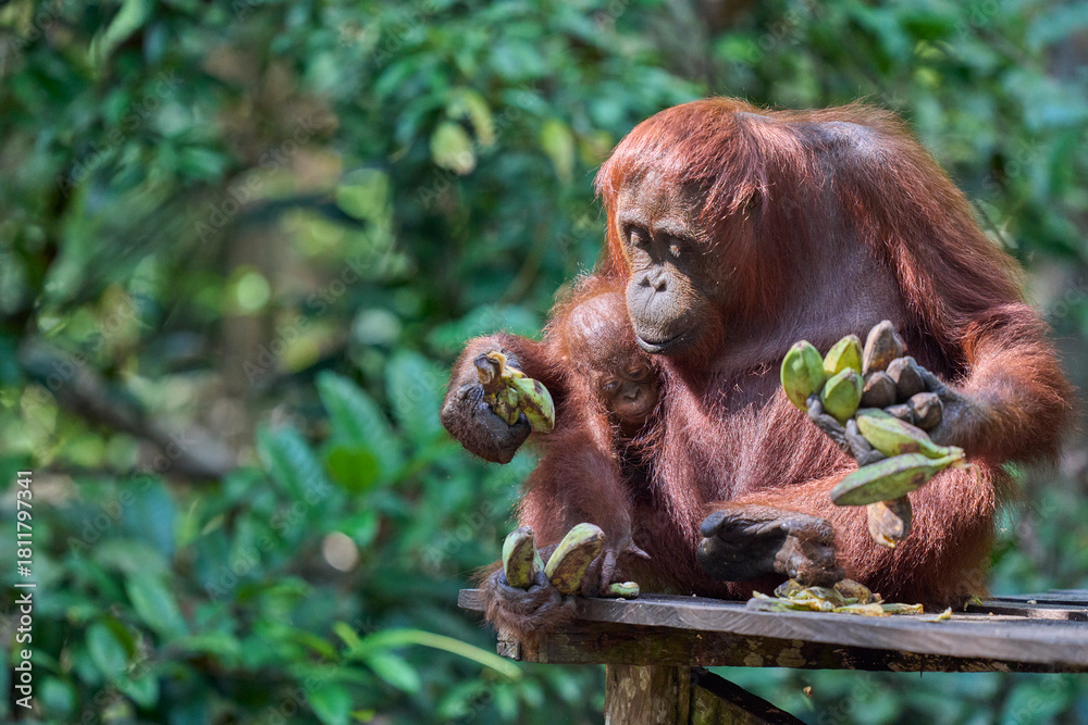 Obraz premium Bornean orangutan female carrying her baby through the rainforest and teaching it to climb and survive in the wild.