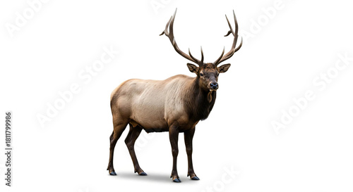 wapiti