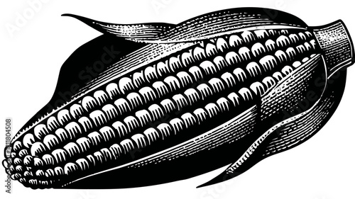 Vintage Woodcut Engraving of a Ripe Ear of Corn with Husk, Detailed Monochrome Agricultural Food Illustration