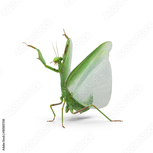 Green praying mantis isolated on transparent background