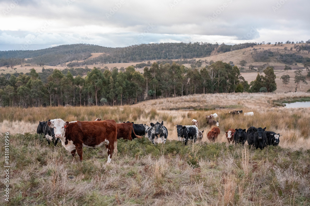 Obraz premium tasmanian Australian wagyu cows grazing in a field on pasture. close up of a black angus cow eating grass in a paddock in springtime in tasmania australia