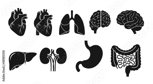 Anatomical Icons Black Silhouettes of Human Organs for Medical and Educational Use
