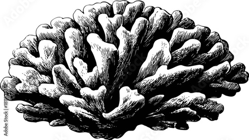 Black and white vintage illustration of a marine coral organism, detailed engraving style artwork of underwater sea life.