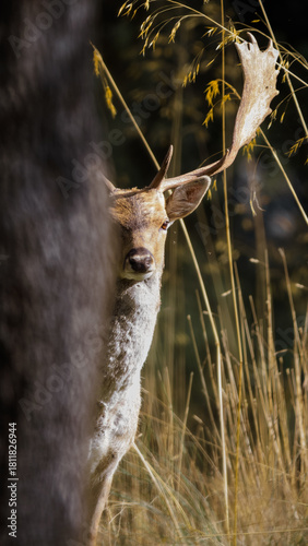 Striking portrait of a male Fallow Deer (Dama dama) peeking from behind a tree trunk, showcasing its antlers and dramatic light in the tall grass of Segovia, Spain.